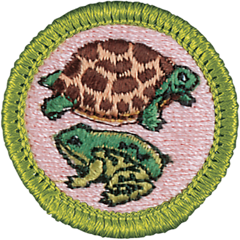 Reptile And Amphibian Merit Badge